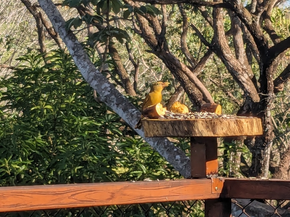 Oiseaux depuis le Cerro Lodge