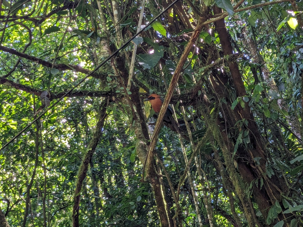 Parc national du Volcan Arenal