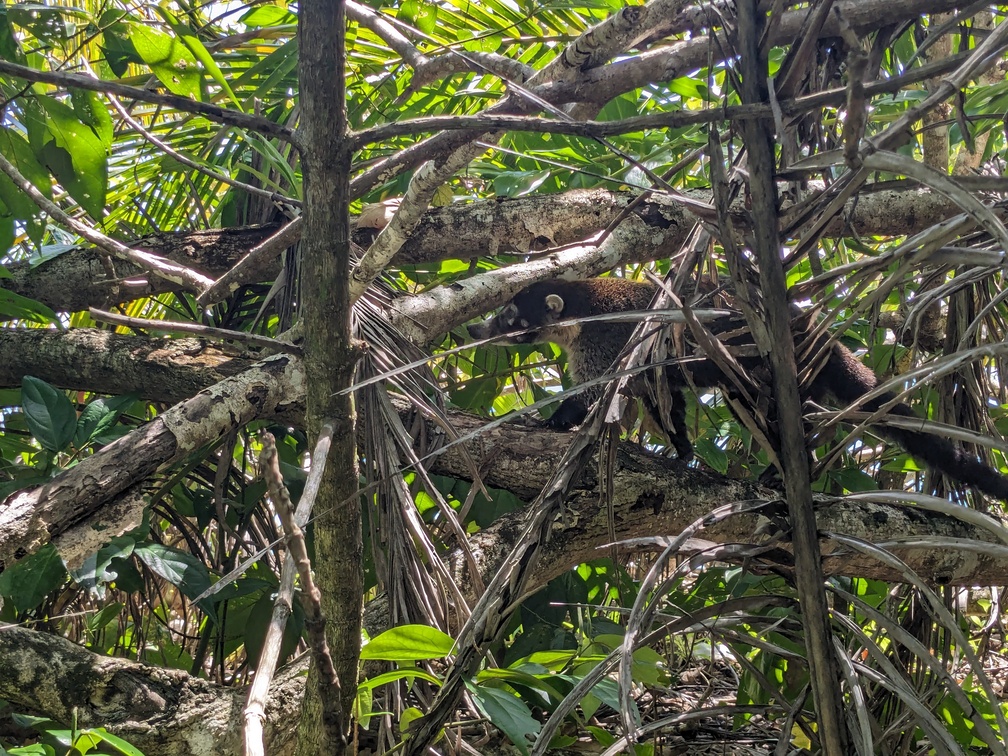 Le parc de Cahuita au Costa Rica