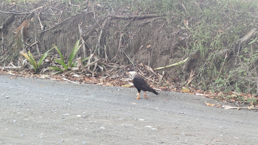 Parc Corcovado au Costa Rica