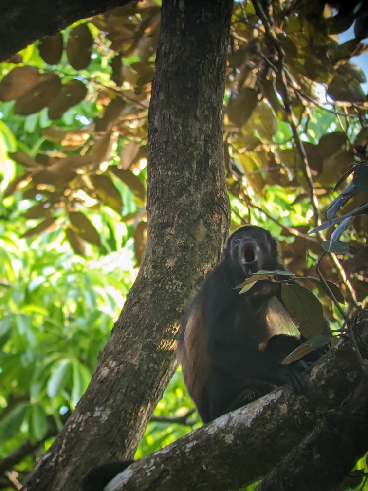 Parc Corcovado au Costa Rica