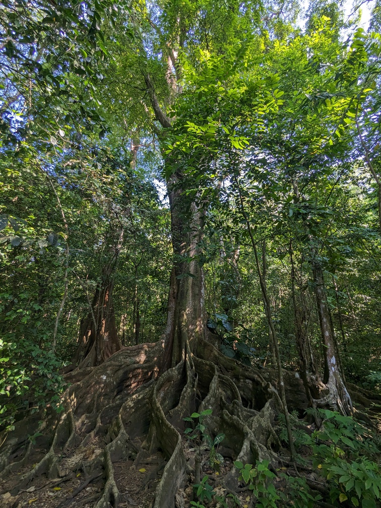 Parc Corcovado au Costa Rica