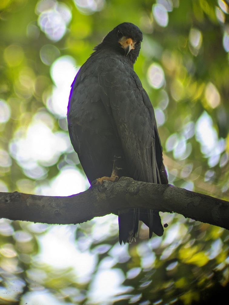 Parc Corcovado au Costa Rica