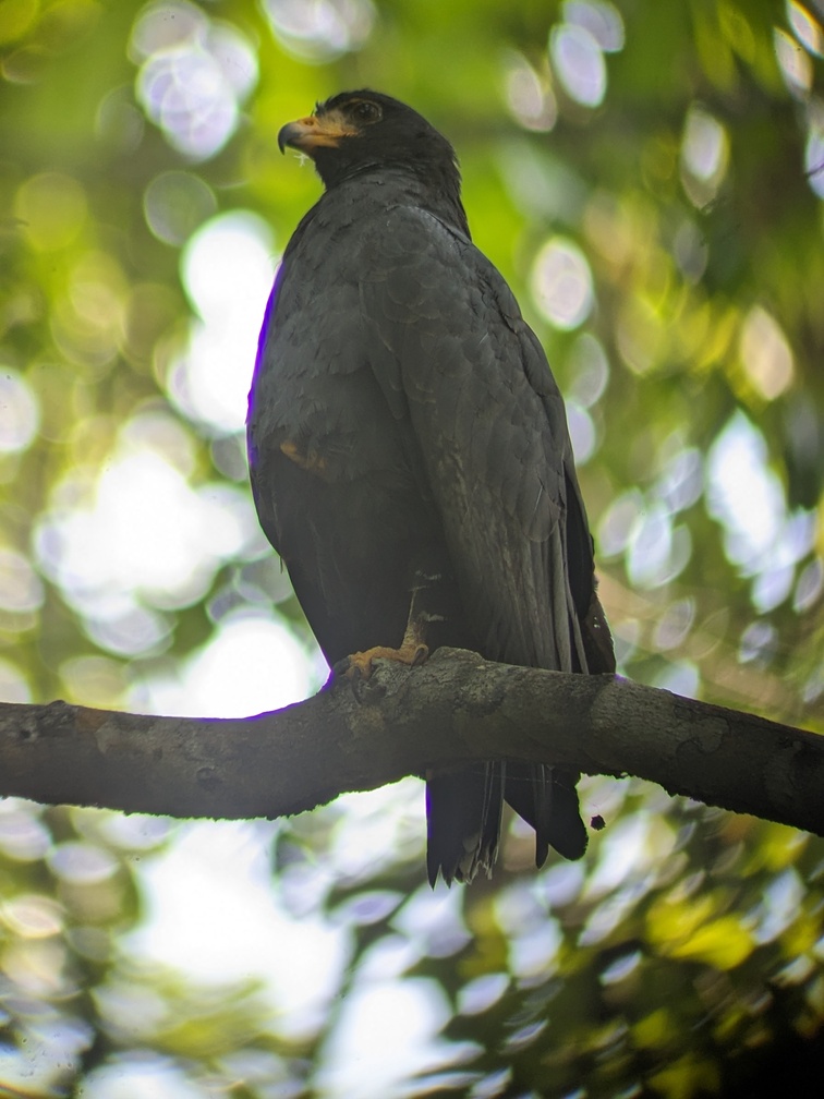 Parc Corcovado au Costa Rica