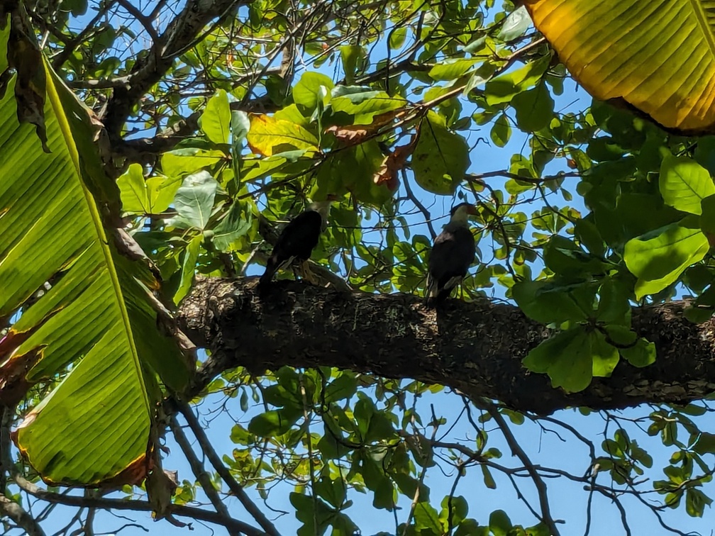 Parc Corcovado au Costa Rica