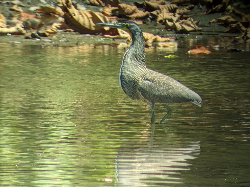 Parc Corcovado au Costa Rica