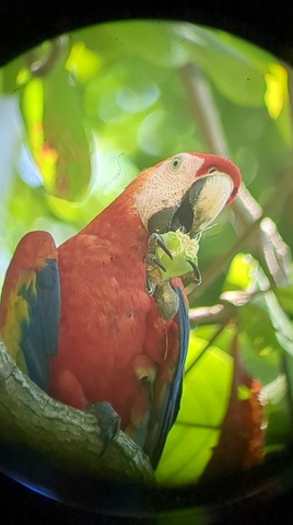 Parc Corcovado au Costa Rica