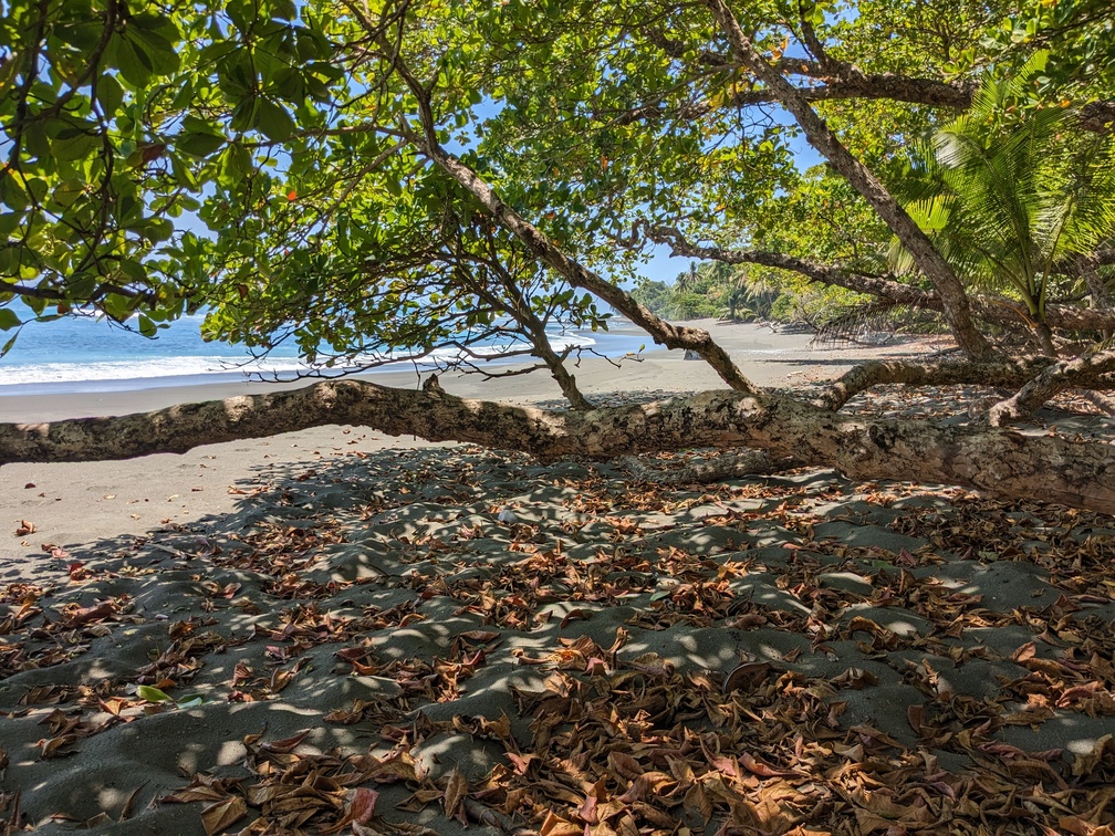 Parc Corcovado au Costa Rica