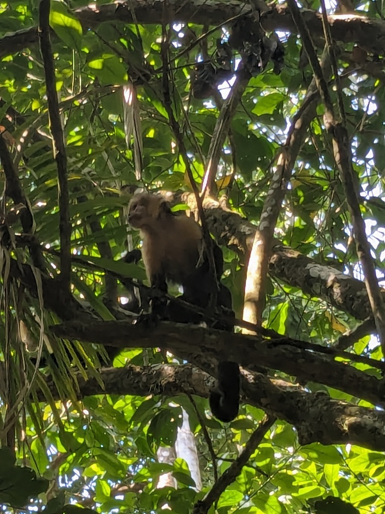 Parc Corcovado au Costa Rica