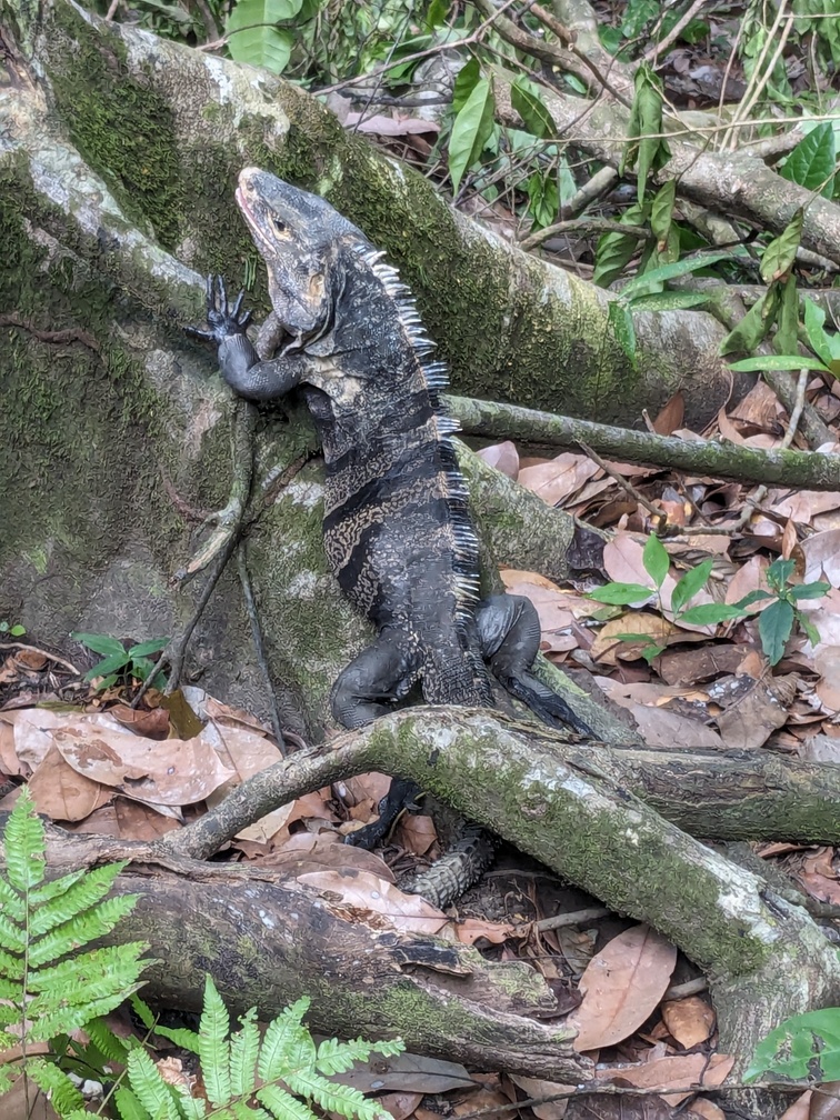 Parc Manuel Antonio