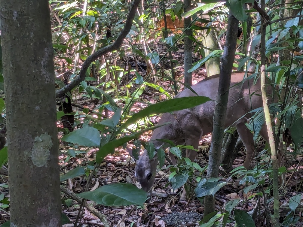 Parc Manuel Antonio