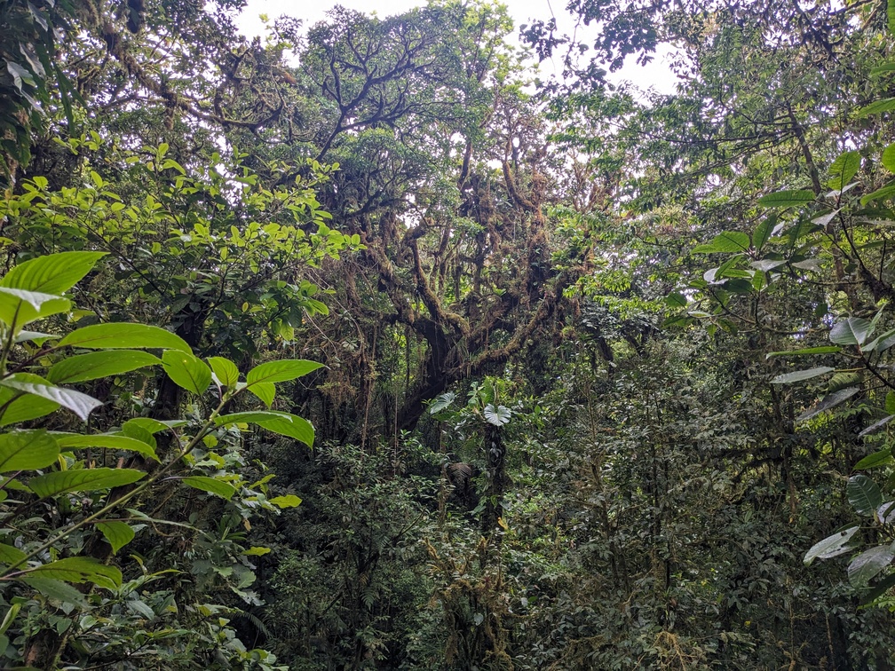 Parc Monteverde