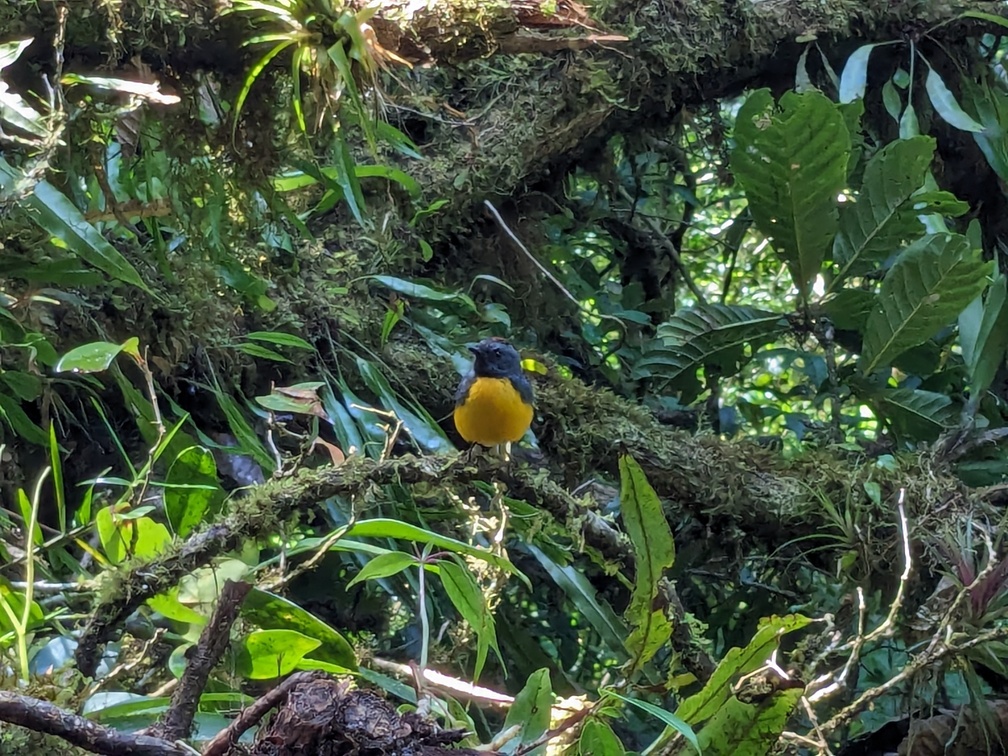 Parc Monteverde