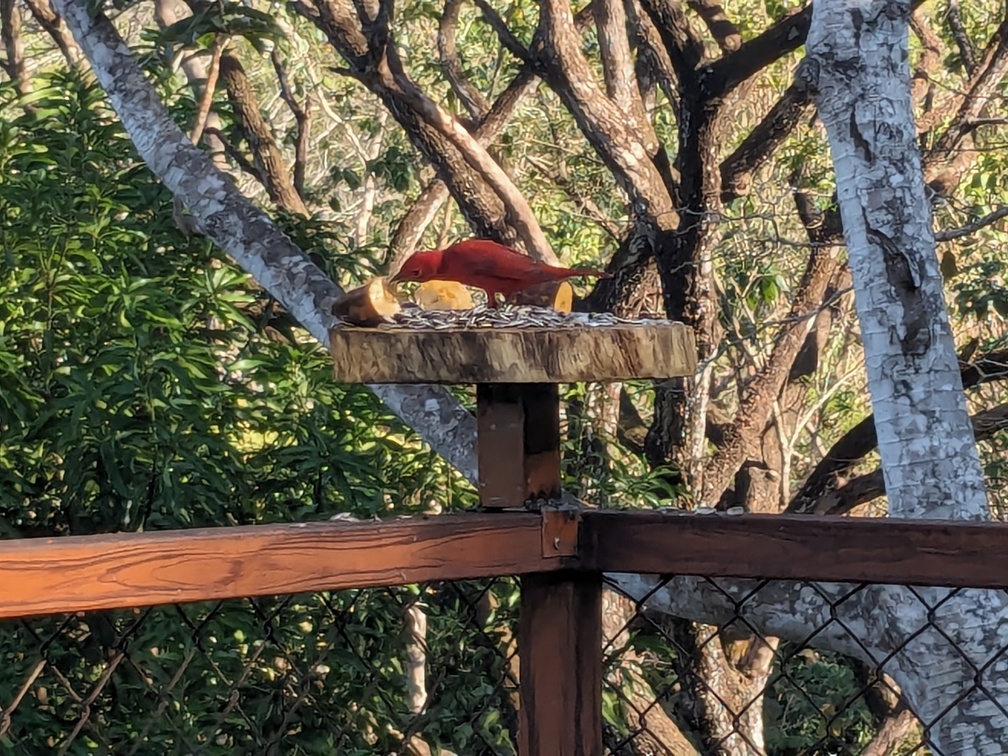 Oiseaux depuis le Cerro Lodge