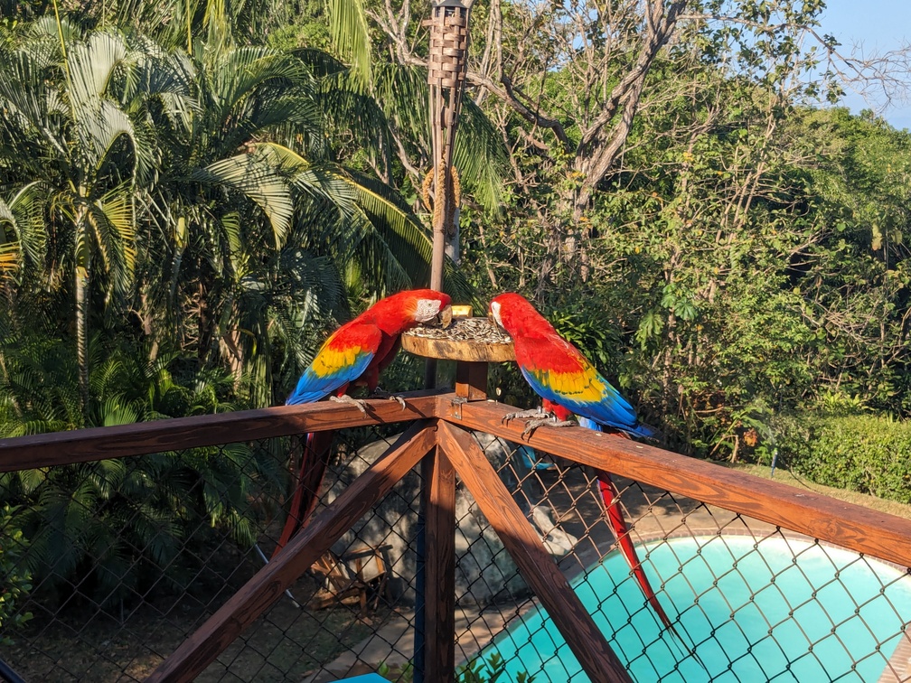 Oiseaux depuis le Cerro Lodge