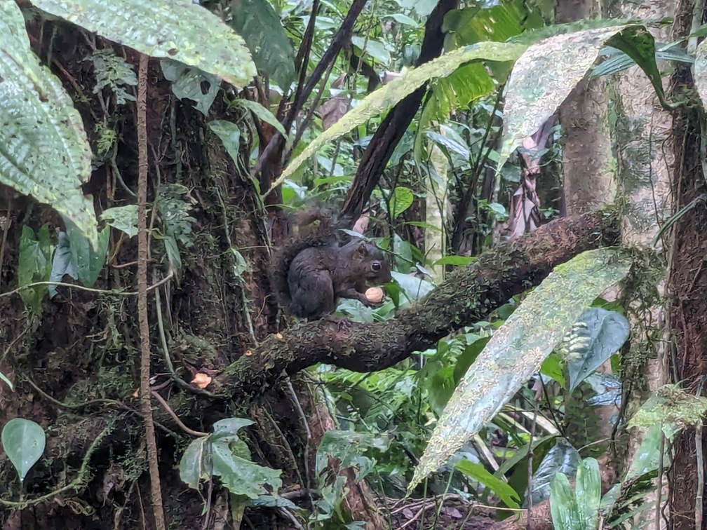 Parc national du Volcan Tenorio