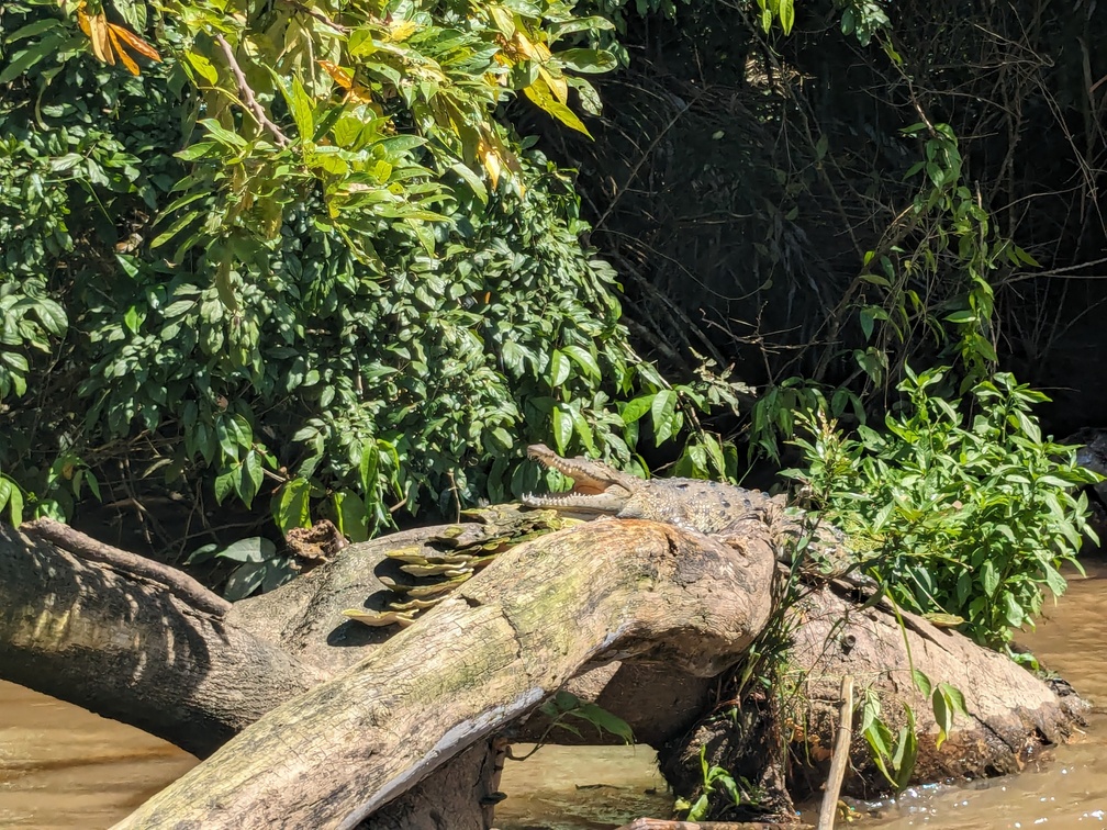 Le parc de Tortuguero au Costa Rica