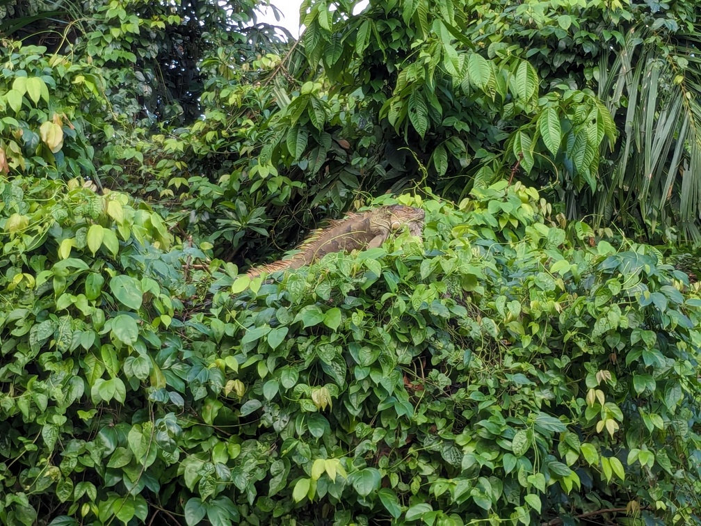 Le parc de Tortuguero au Costa Rica