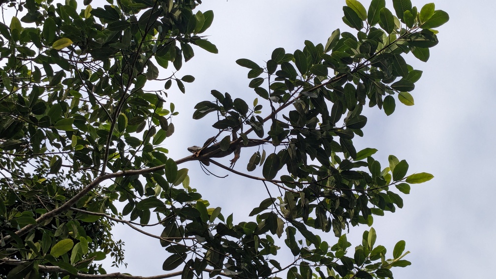 Le parc de Tortuguero au Costa Rica