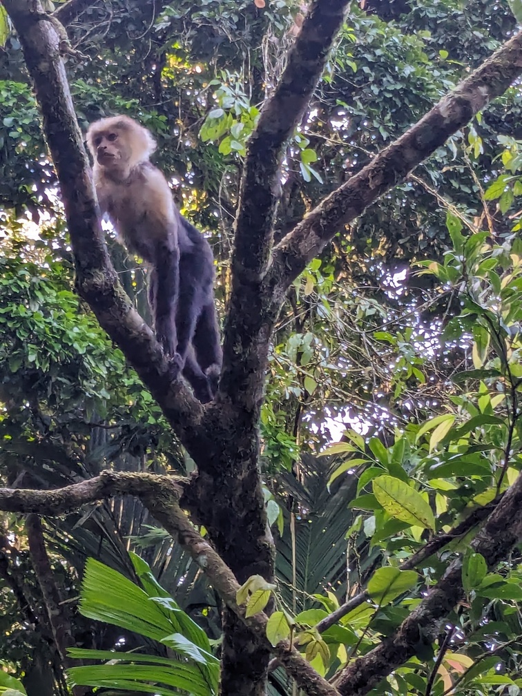 Le parc de Tortuguero au Costa Rica