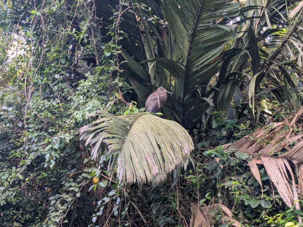 Le parc de Tortuguero au Costa Rica