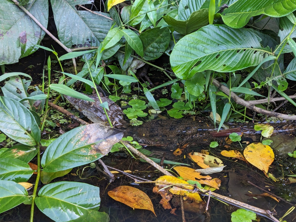 Le parc de Tortuguero au Costa Rica