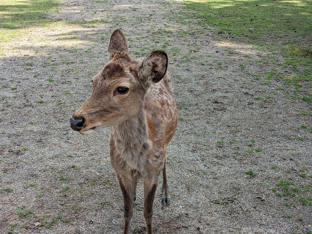 Un daim curieux de Nara