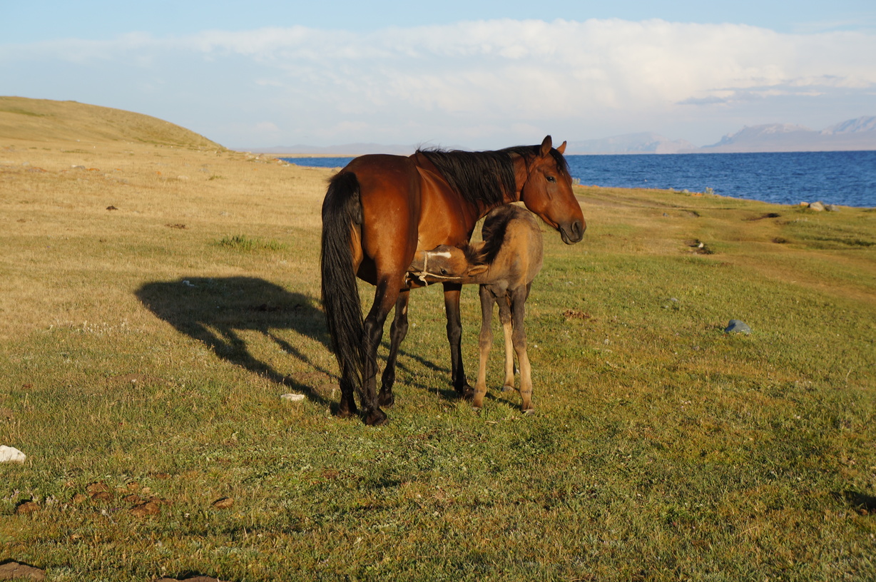 Lac Song Kul